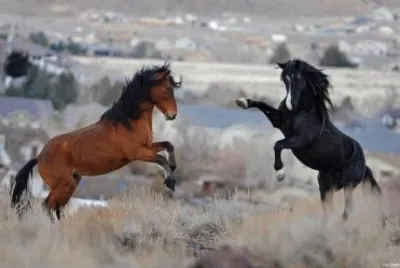 Horse