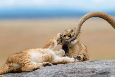 Lion Kids