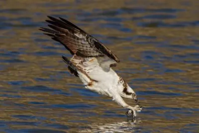 Eagle