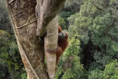 Orangutan