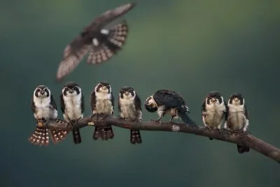 Bird
