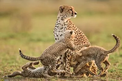 Cheetah