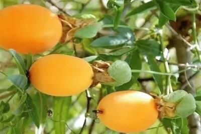 frutas