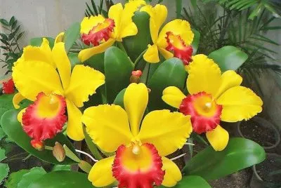 flores