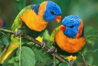 cotorras