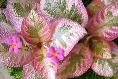 flores