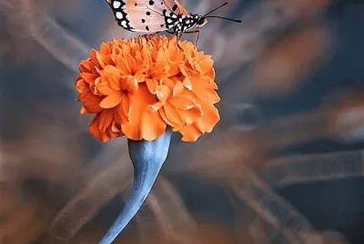 flores
