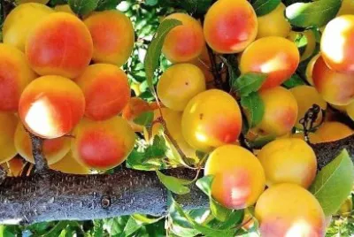 frutas
