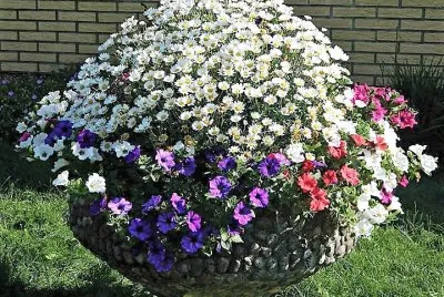 flores