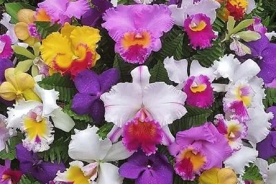 flores