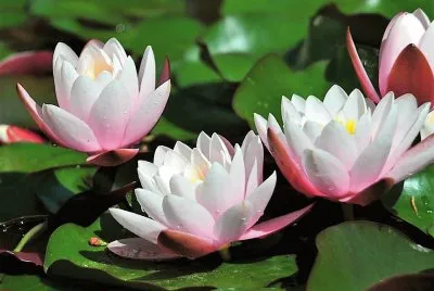 flores