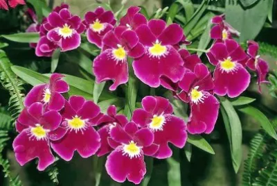 flores