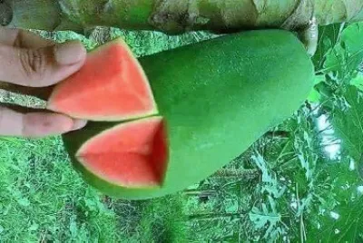 frutas