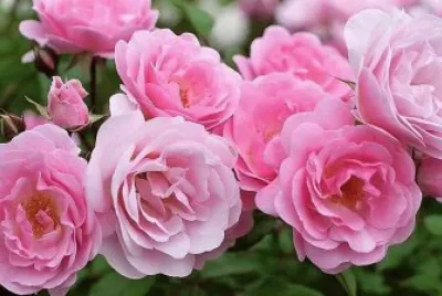 flores