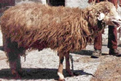 Marrana