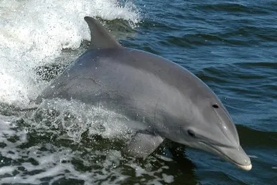 Delfino dal  naso a bottiglia
