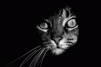gato jigsaw puzzle