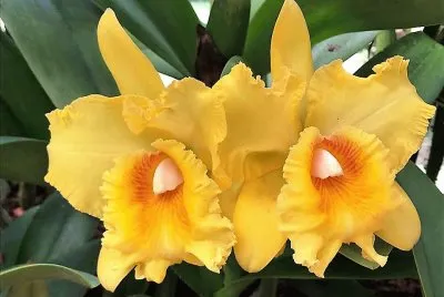 flores