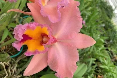 flores