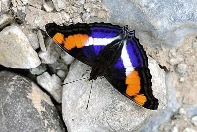 natural