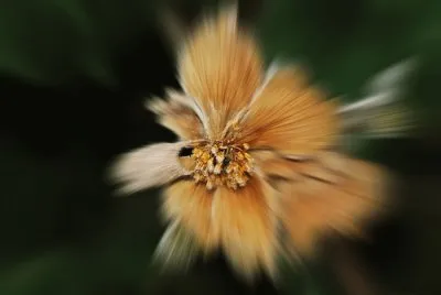 פאזל של flowers