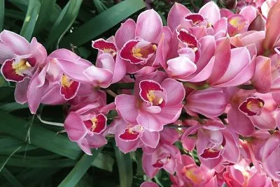 flores