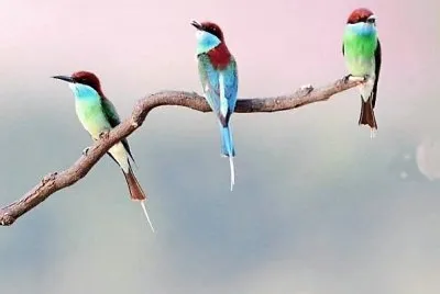 3 birds