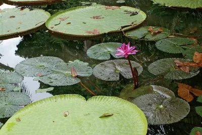 AmazÃ´nia 2