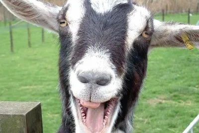 Cabra Feliz