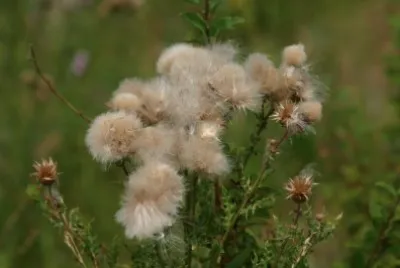 thistle jigsaw puzzle