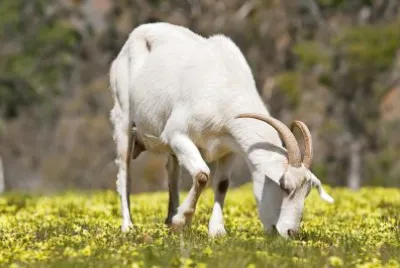 Cabra