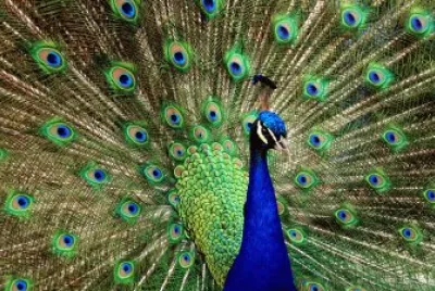 PAVO REAL