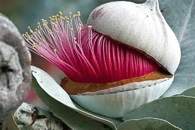 natural
