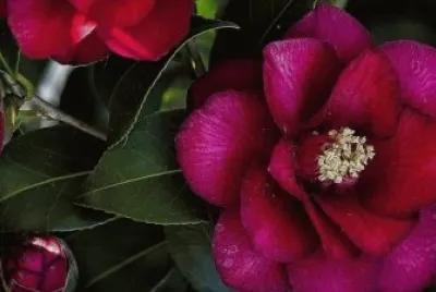 flores