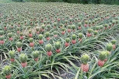 frutas