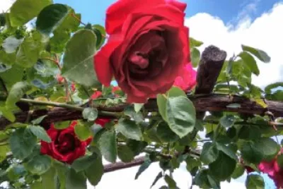 Belle rose