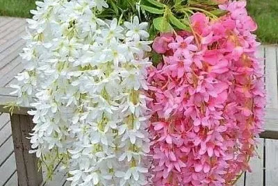 flores