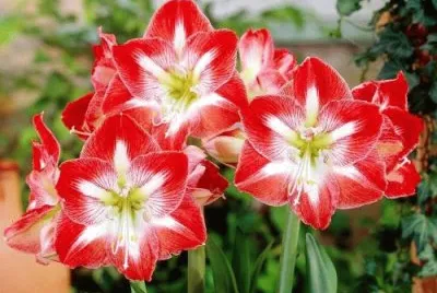 flor