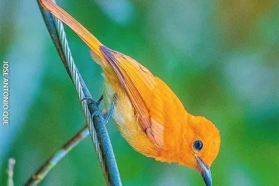 natural