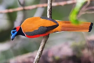 natural
