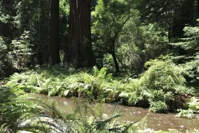 Muir Woods