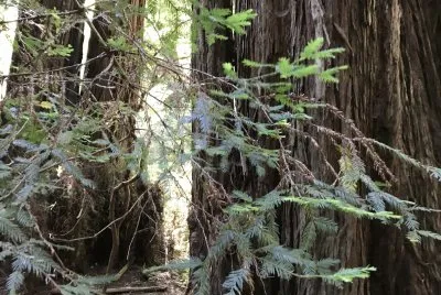 Muir Woods