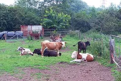Cattle