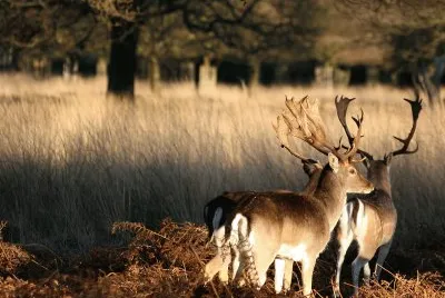 London Wildlife