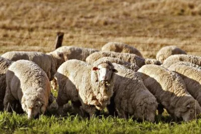 Merino