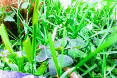 Naturaleza