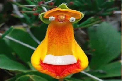 flor
