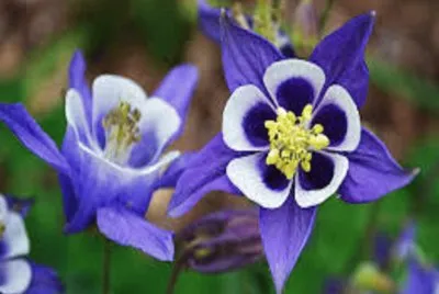 flor