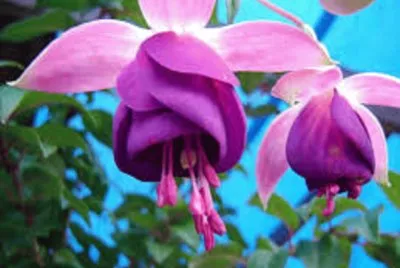 flor
