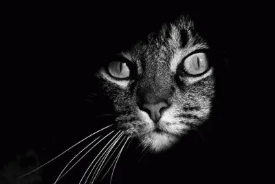 Black and White